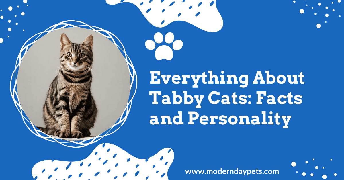 Detailed Explanation About About Tabby Cats