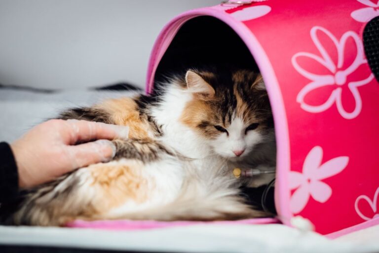 Hard vs Soft Cat Carrier: Which Is Better for Your Cat?