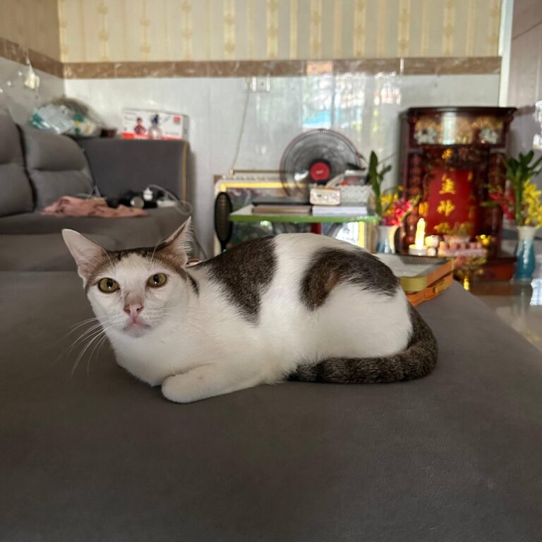Monchito, the resident cat at Modern Day Pets